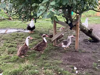 Moskusænder sælges