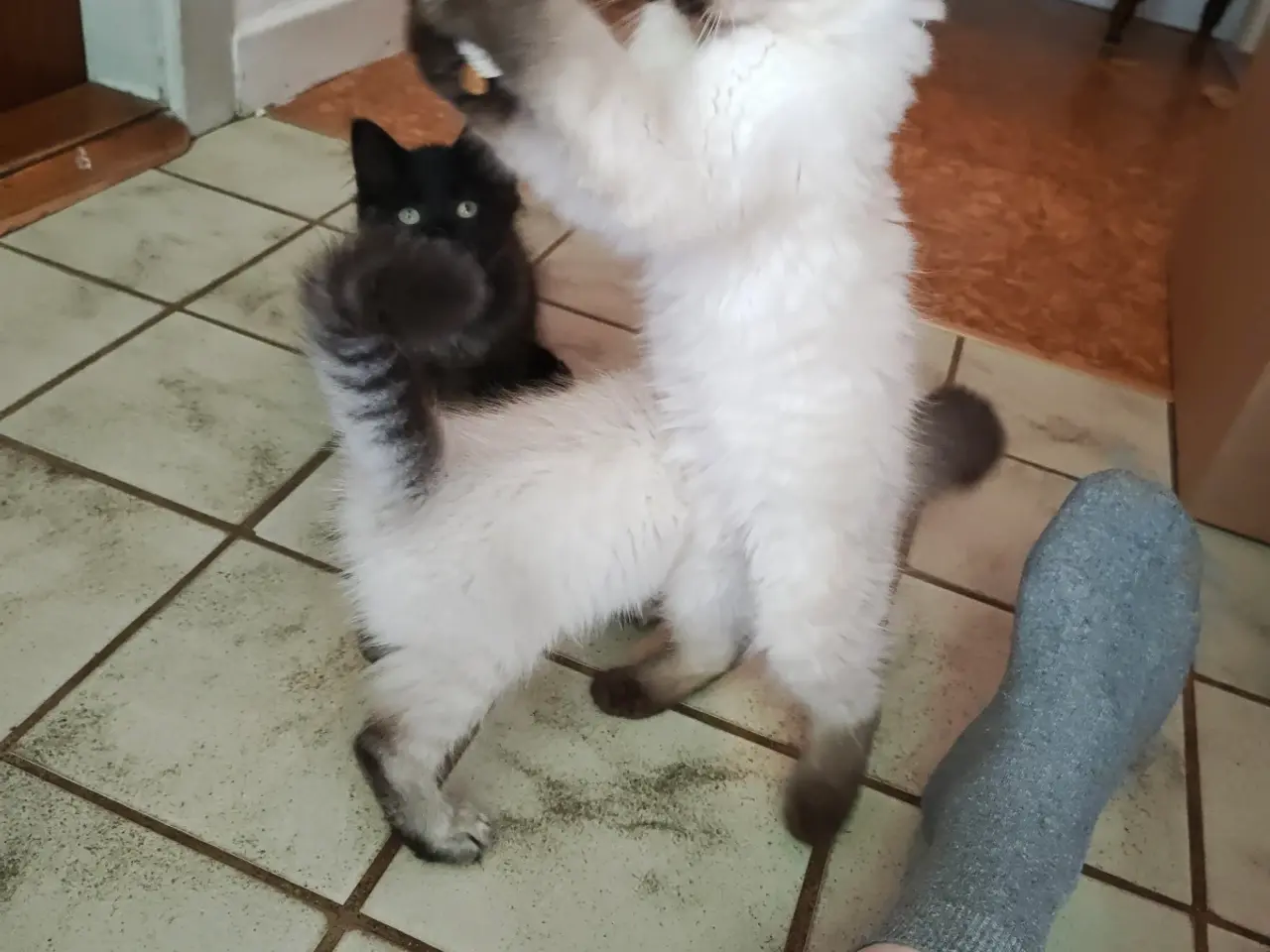 Billede 13 - Ragdoll  far- Ragdoll-Skovkat mor.