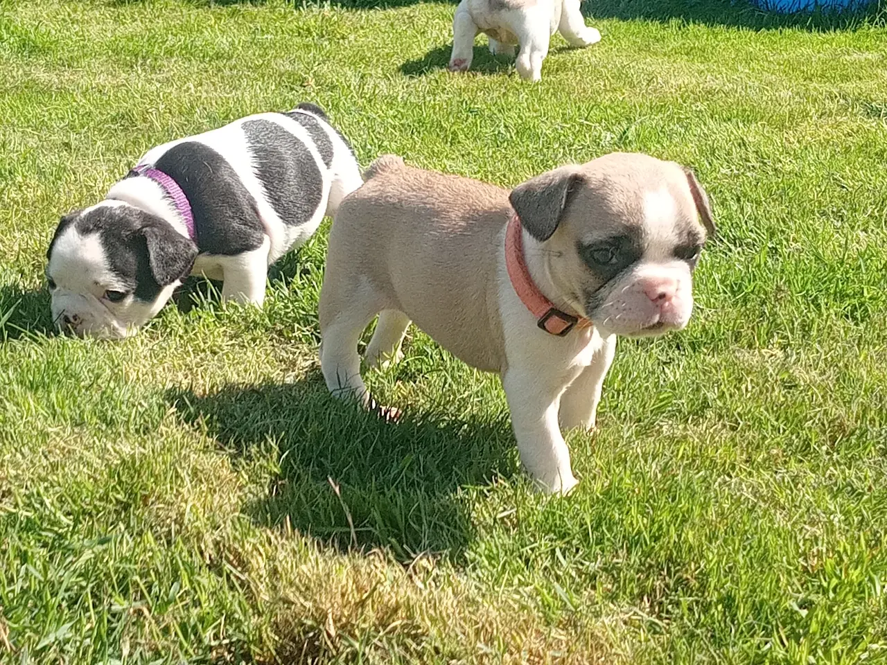 Billede 1 - Französische Bulldoggen