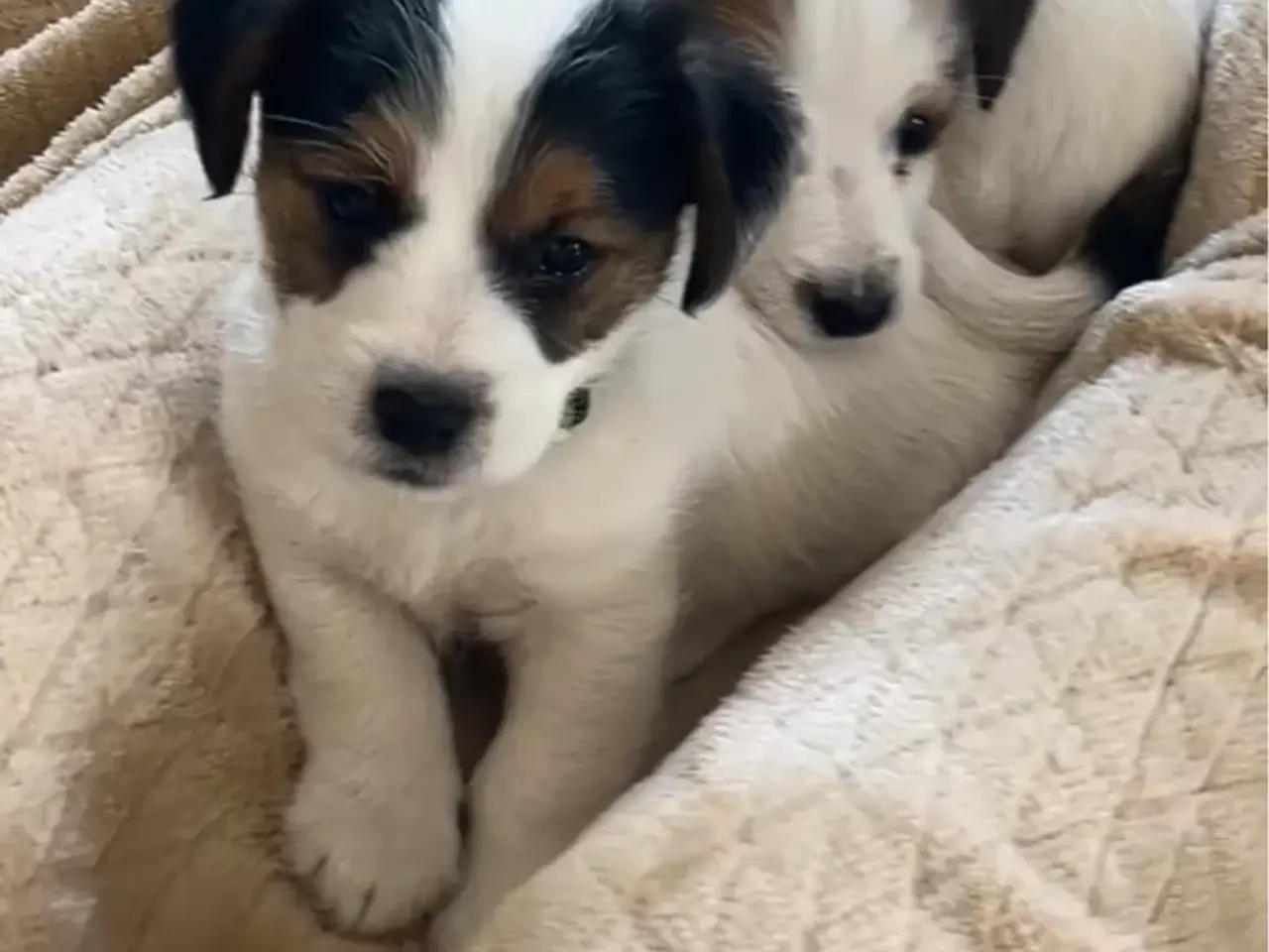 Billede 1 - Jack Russel med DKK stamtavle