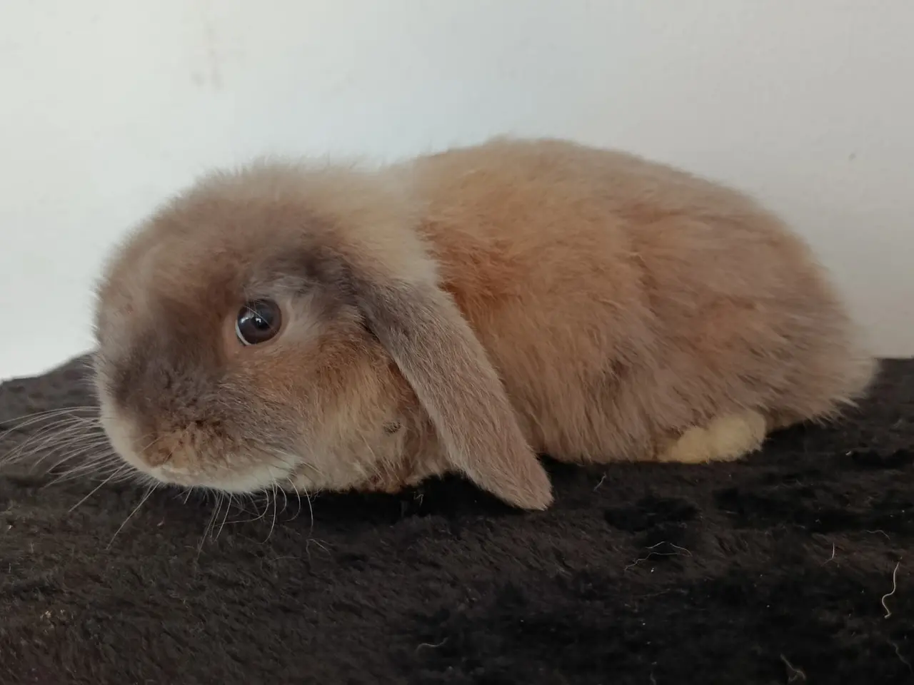Billede 3 - Mini Lop, Satin