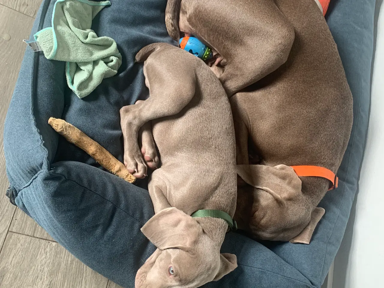 Billede 5 - Weimaraner hvalp søger nyt hjem.