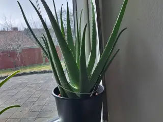 Stueplante