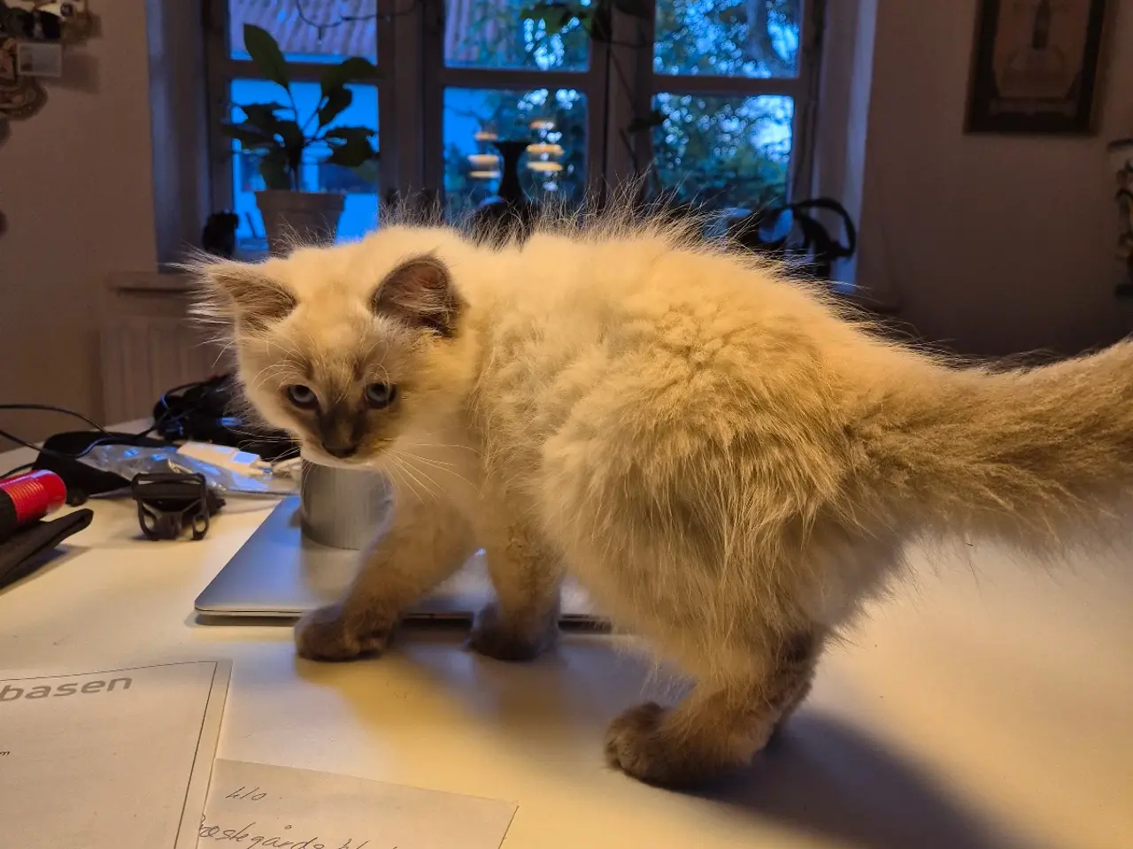 Billede 2 - Ragdoll uden stamtavle