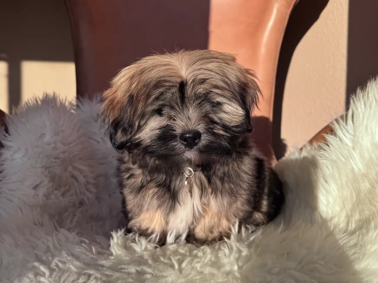 Billede 3 - Lhasa apso hvalp