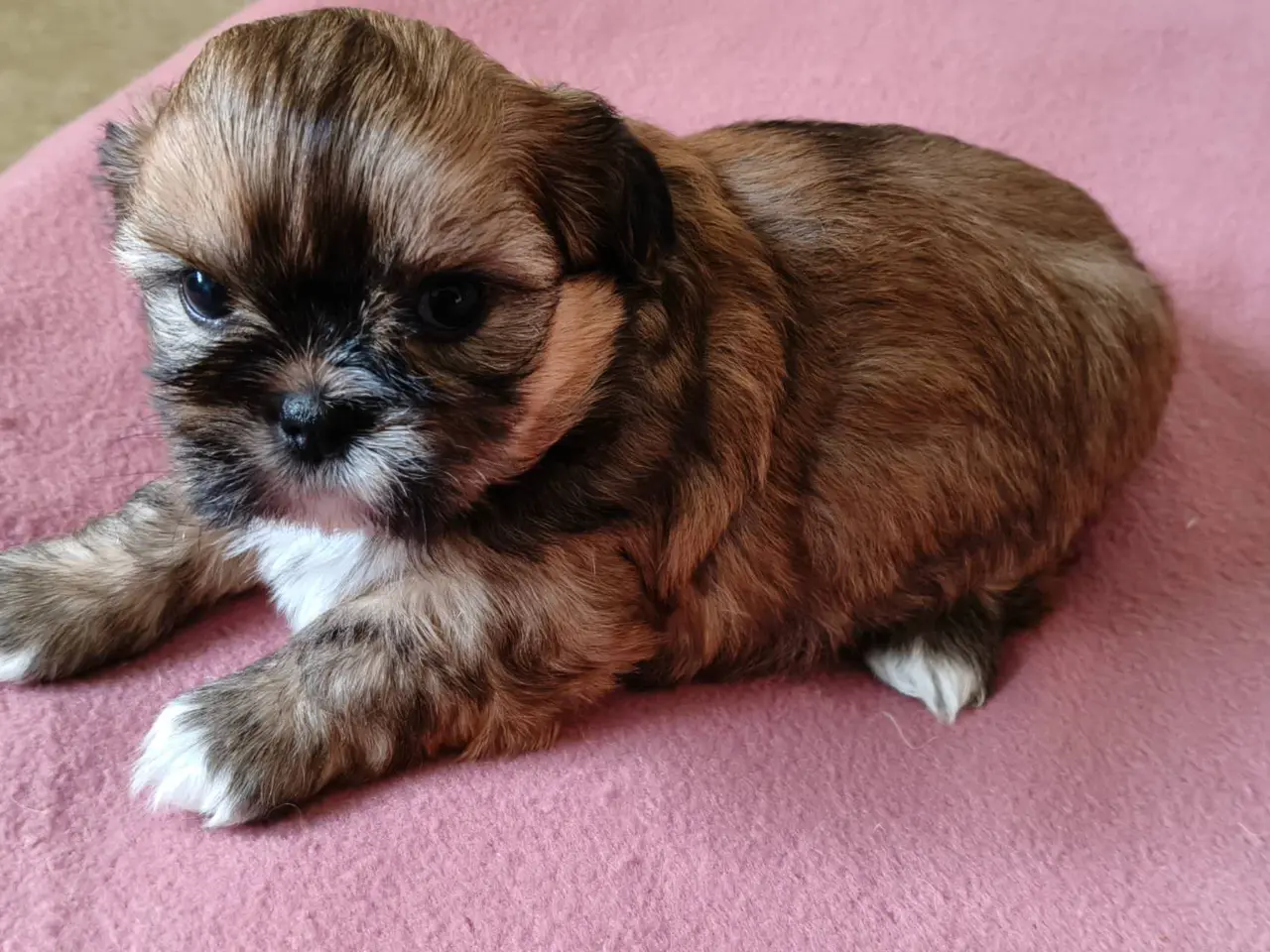 Billede 5 - Malteser / Shih Tzu