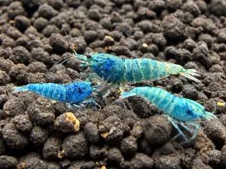 📛Tilbud📛 Blue Taiwan Bee Shrimp – Caridina rejer