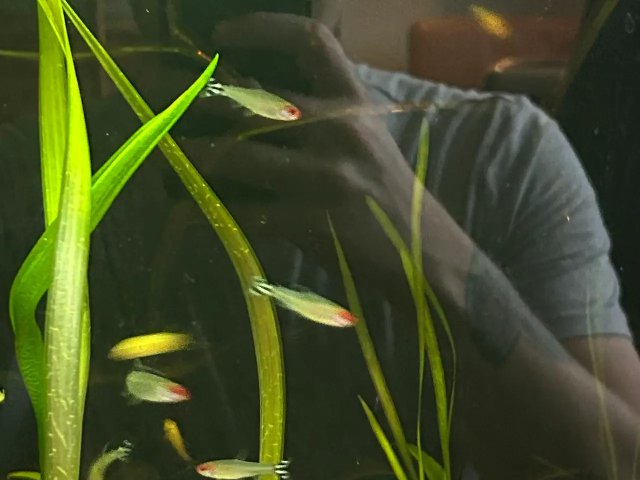 Billede 7 - 🔥🐟 Rødnæsetetra – perfekte stimefisk til akvarie