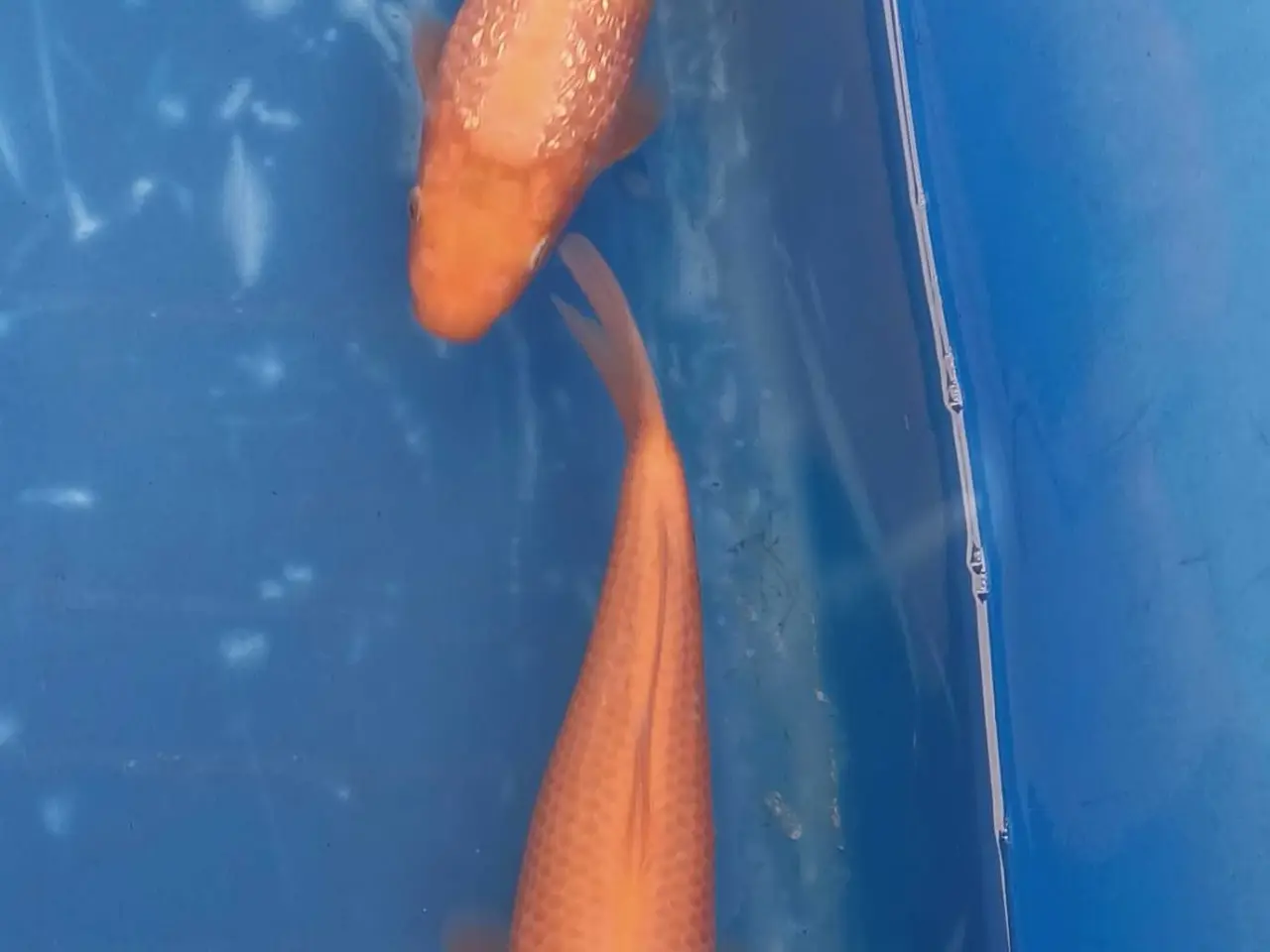 Billede 4 - Koi 16-20 cm