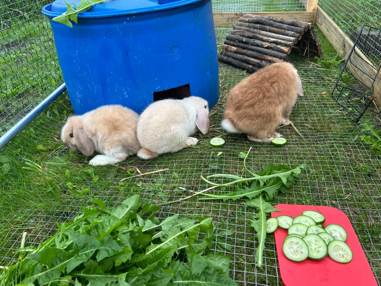 Billede 4 - Mini lop kaninunger 🐰