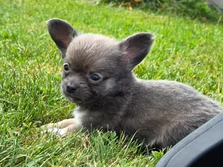 Chihuahua han hvalp  - 5
