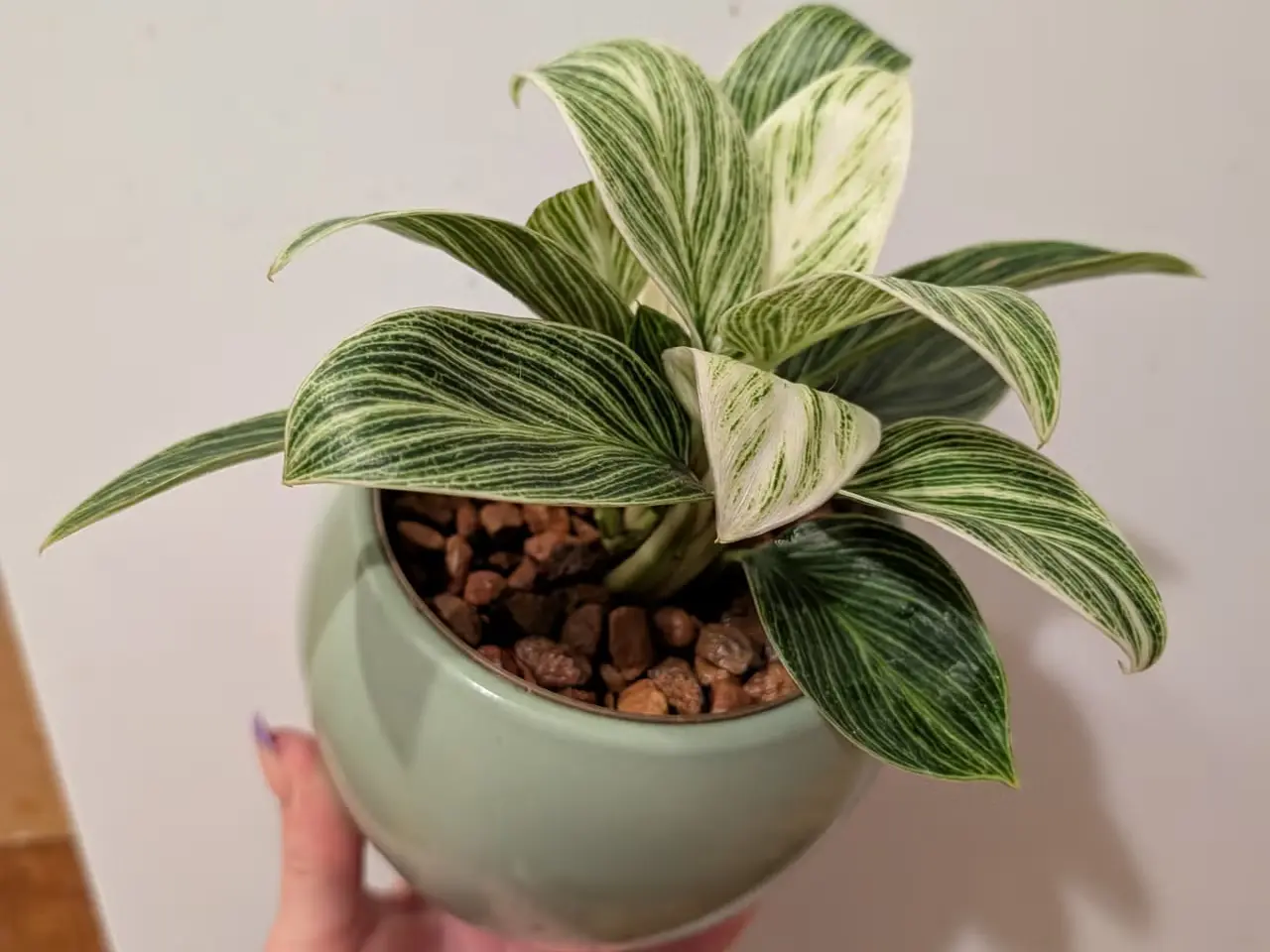 Billede 2 - Philodendron White measure "birkin"