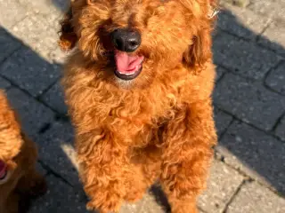 Maltipoo han hvalp på næsten 6 måneder sælges.