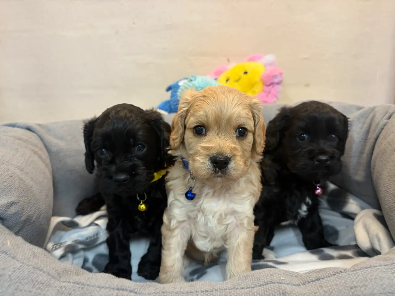 Billede 10 - De smukkeste F1 Cavapoo babyer