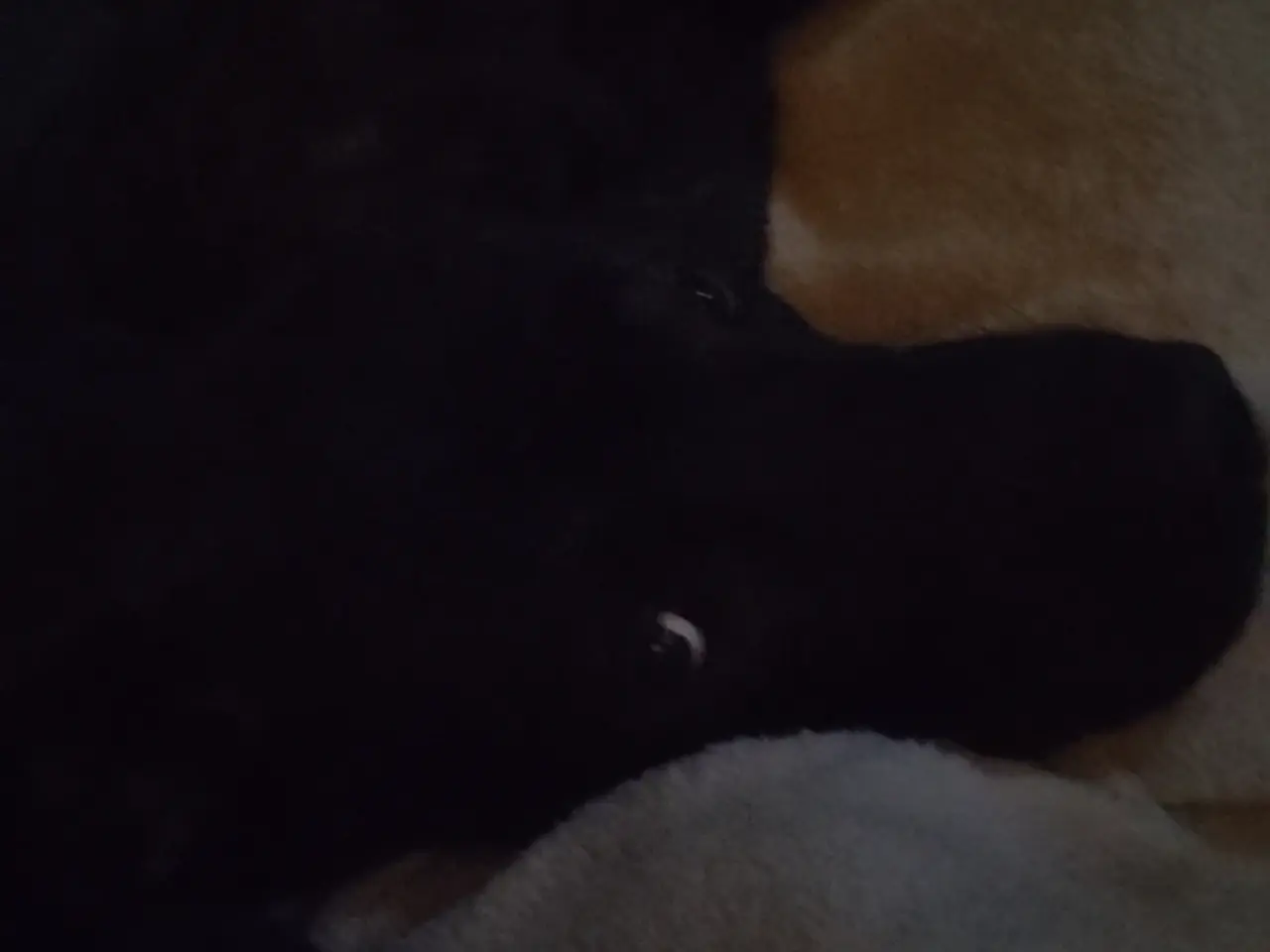 Billede 7 - Skønne jack cane Corso/schæfer blanding