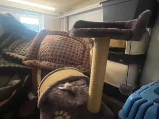 Katte krassetræ