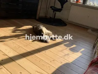 Hjembytte - Godsbanegade