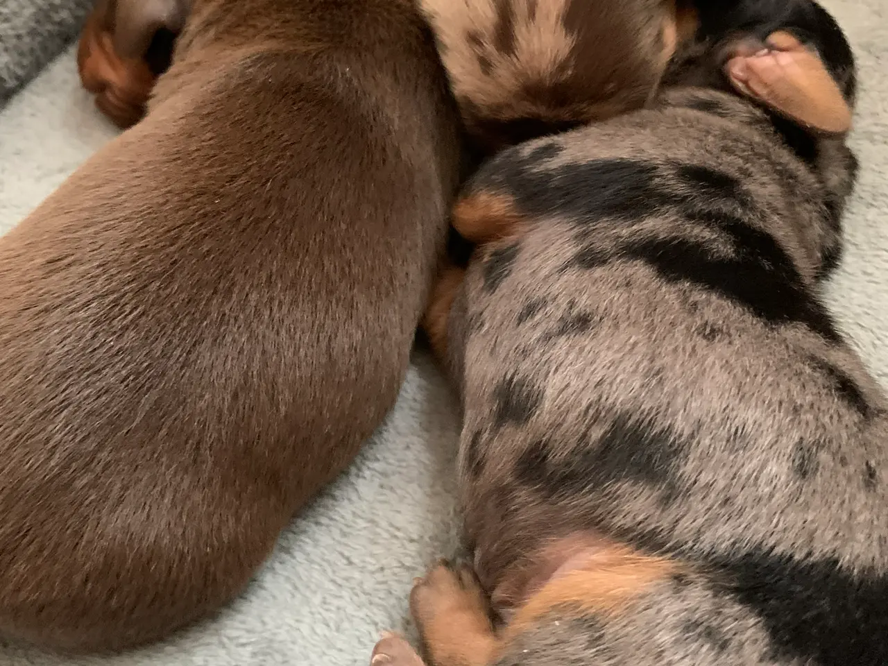Billede 6 - 7 nuttede miniature dachshundhvalpe