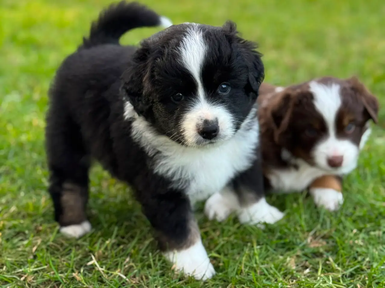 Billede 4 - Miniature American Shepherd hvalpe