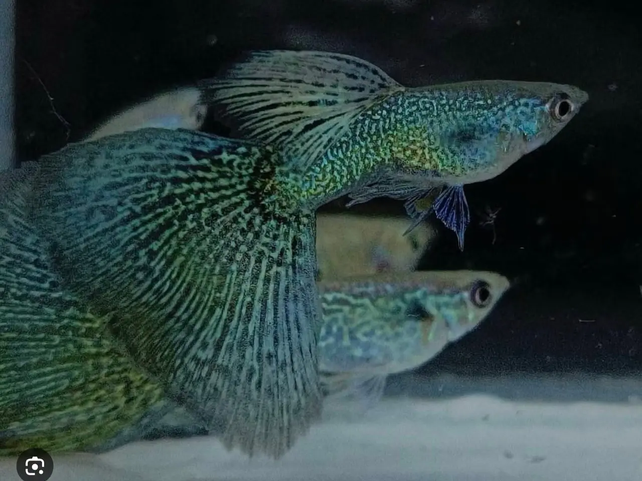 Billede 1 - Smukke fancy guppy