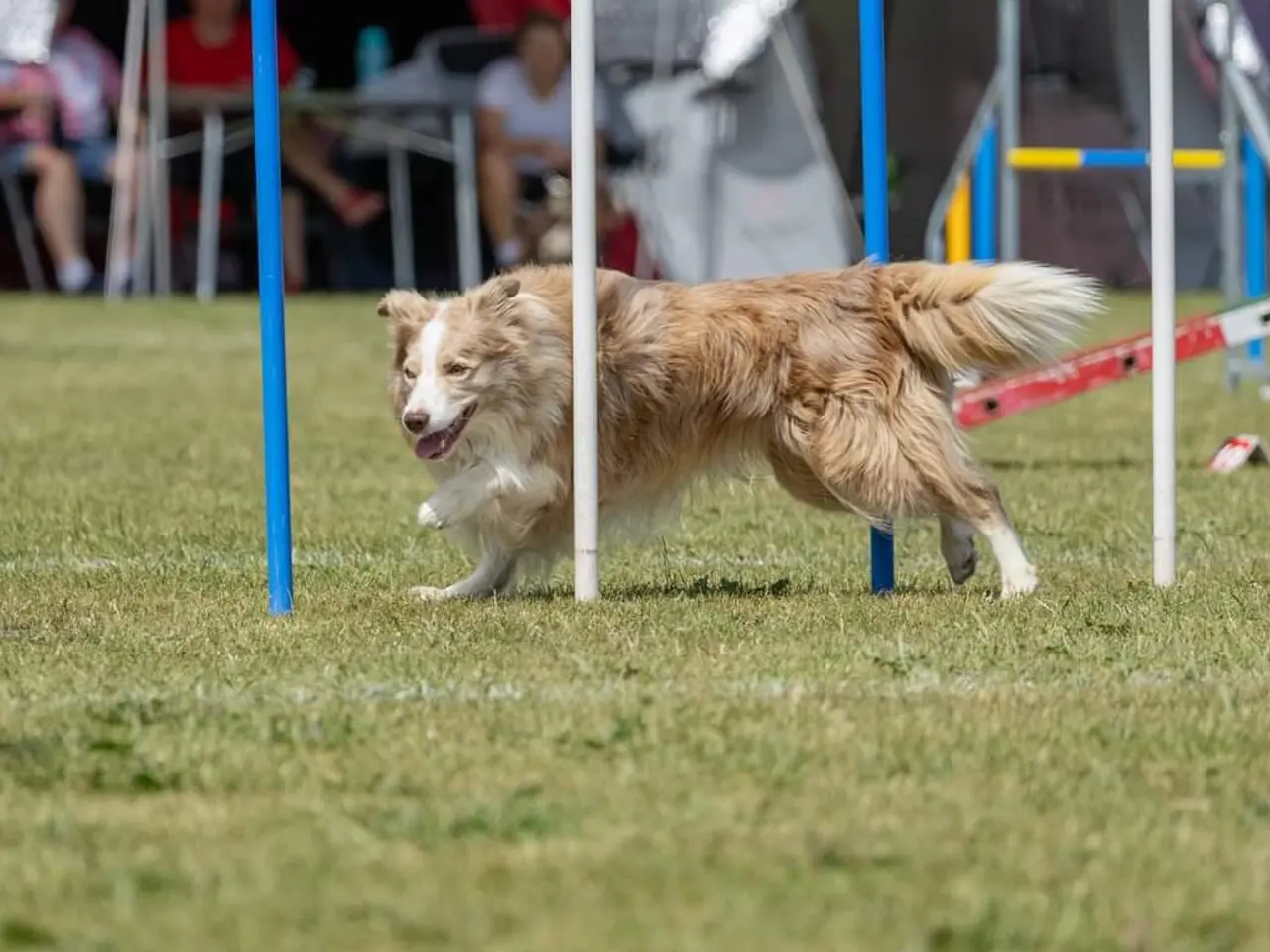 Billede 3 - Hvalpe  stamtavle FC-I Border Collie ADHD, Agility