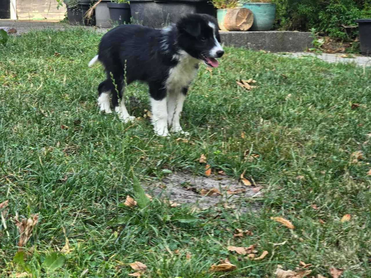 Billede 8 - De skønneste Border Collie hvalpe søger nyt hjem