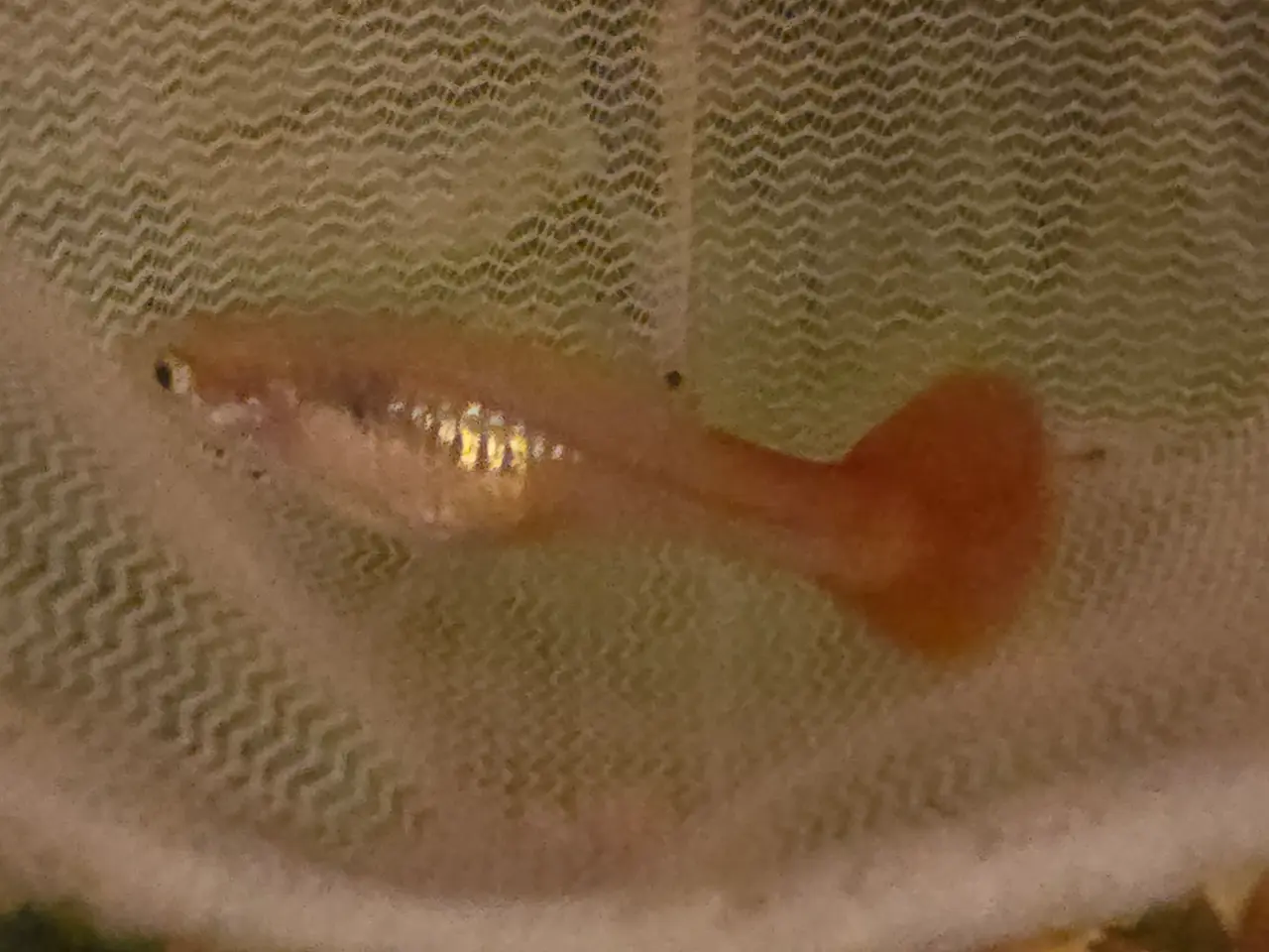 Billede 2 - Yellow/red Guppy