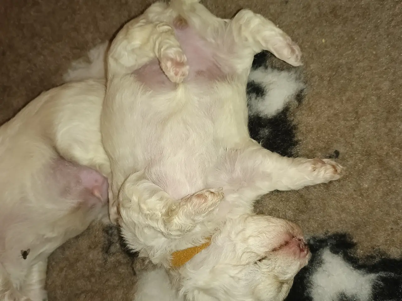 Billede 7 - Maltipoo hvalpe 