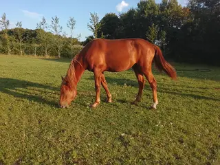Pinto islænder blending