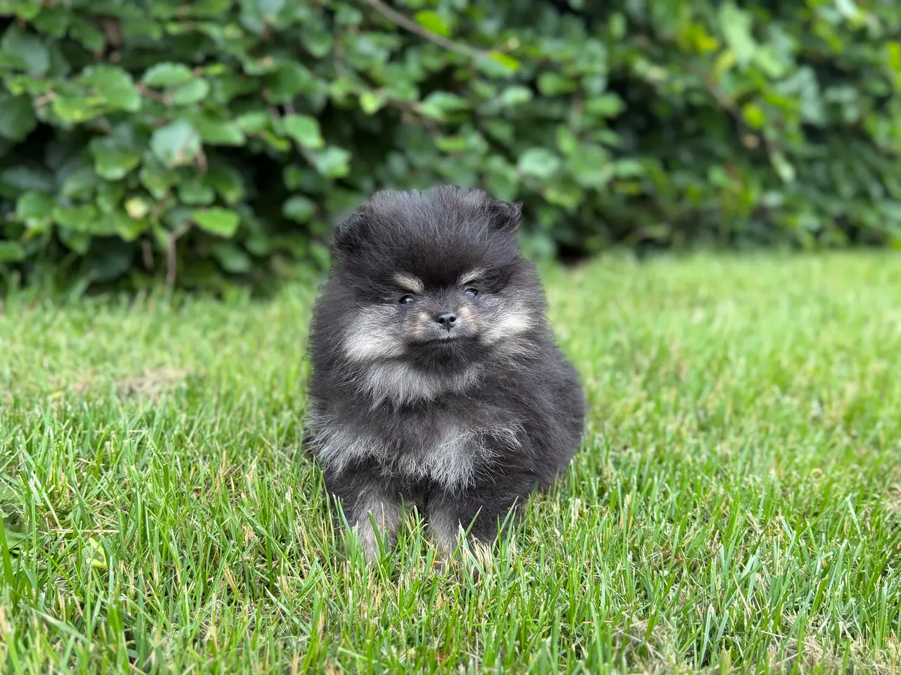 Billede 10 - Skønneste lille Pomeranian han