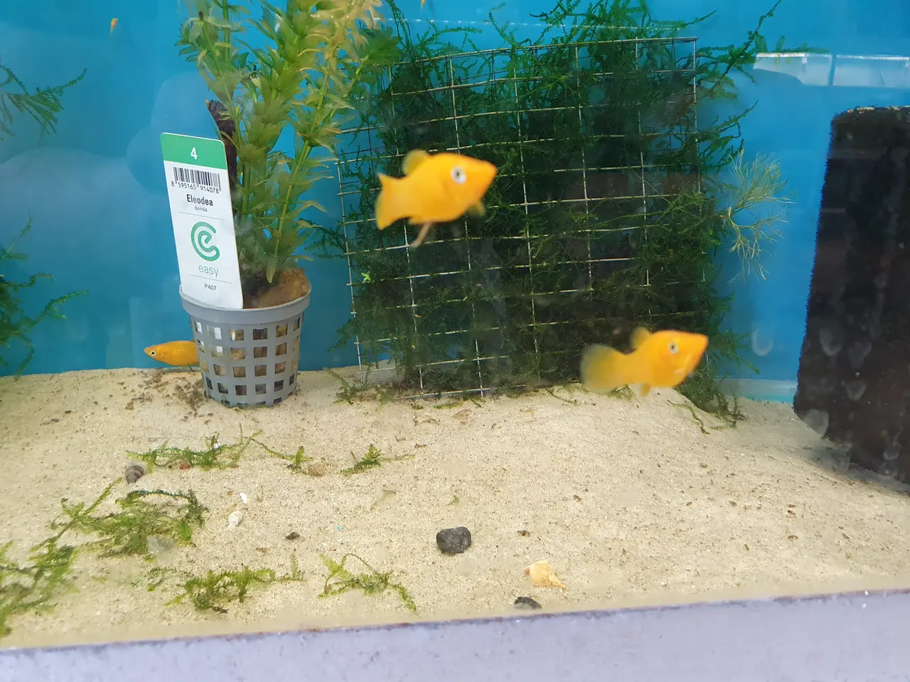 Billede 6 - 💛🐟 GUL MOLLY TIL SALG 🐟💛