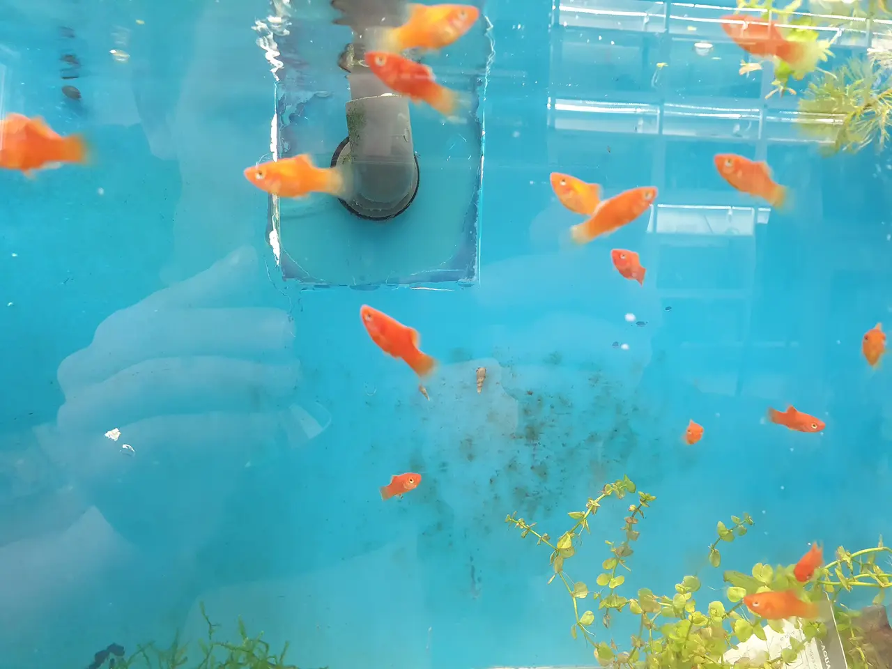 Billede 5 - ❤️🐟 RØD KORAL PLATY TIL SALG 🐟❤️