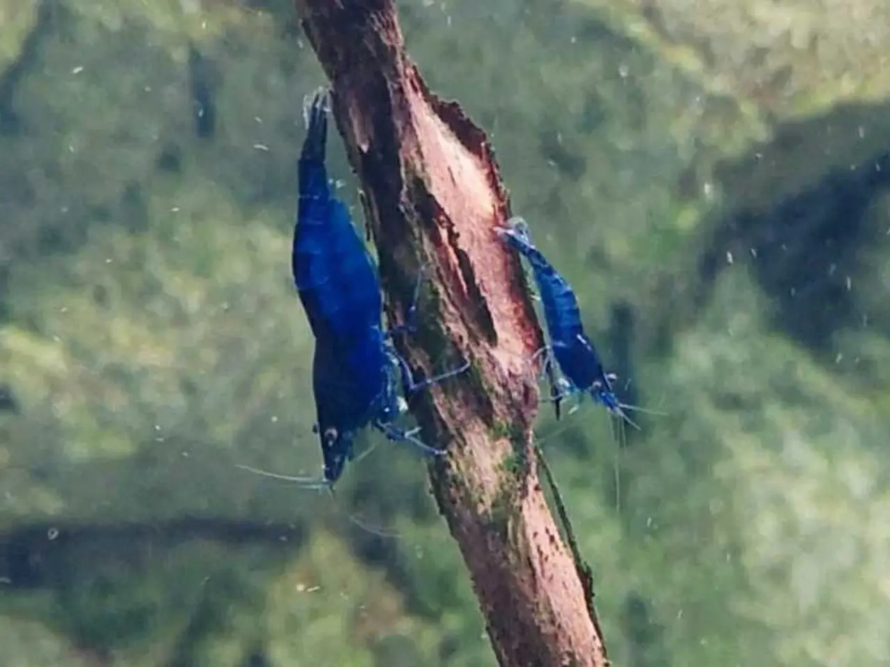 Billede 4 - Neocaridina Davidii, Blue Dream rejer