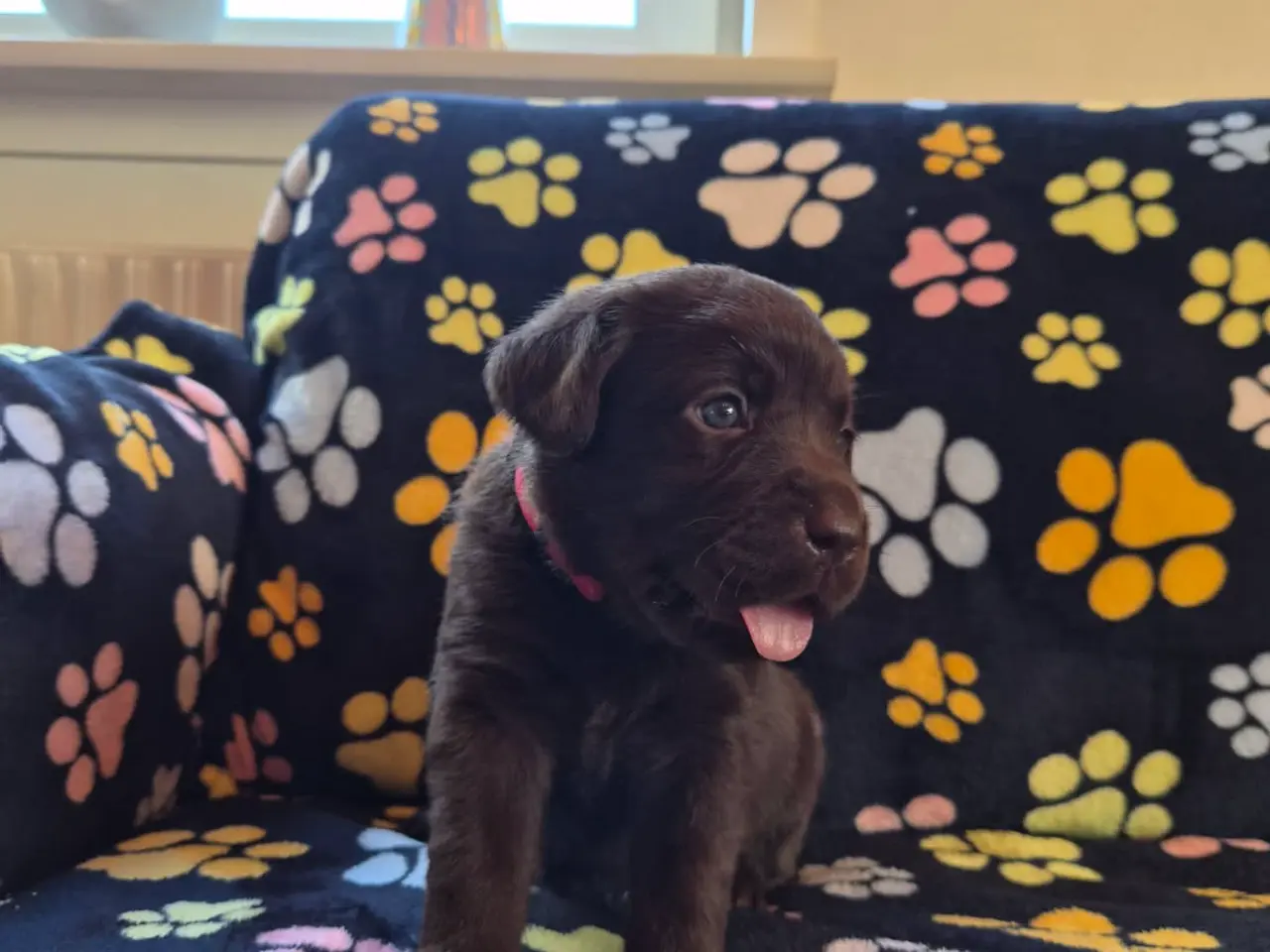 Billede 5 - Skønne gammeldags Labrador hvalpe.
