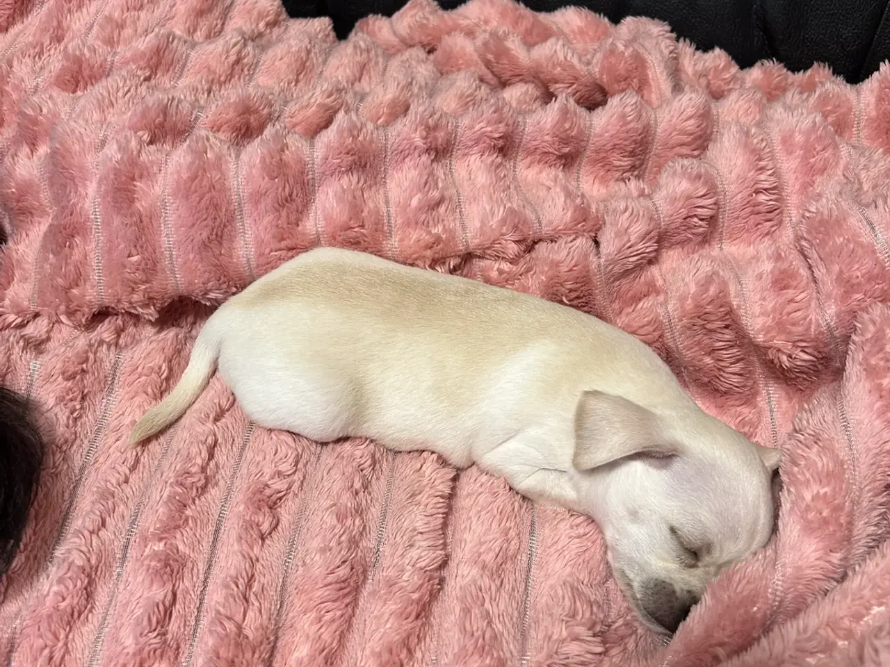 Billede 6 - Chihuahua blanding 
