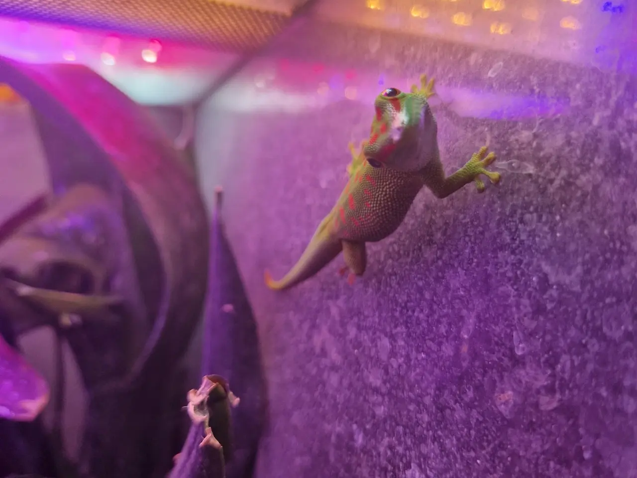 Billede 4 - Phelsuma Grandis unger 