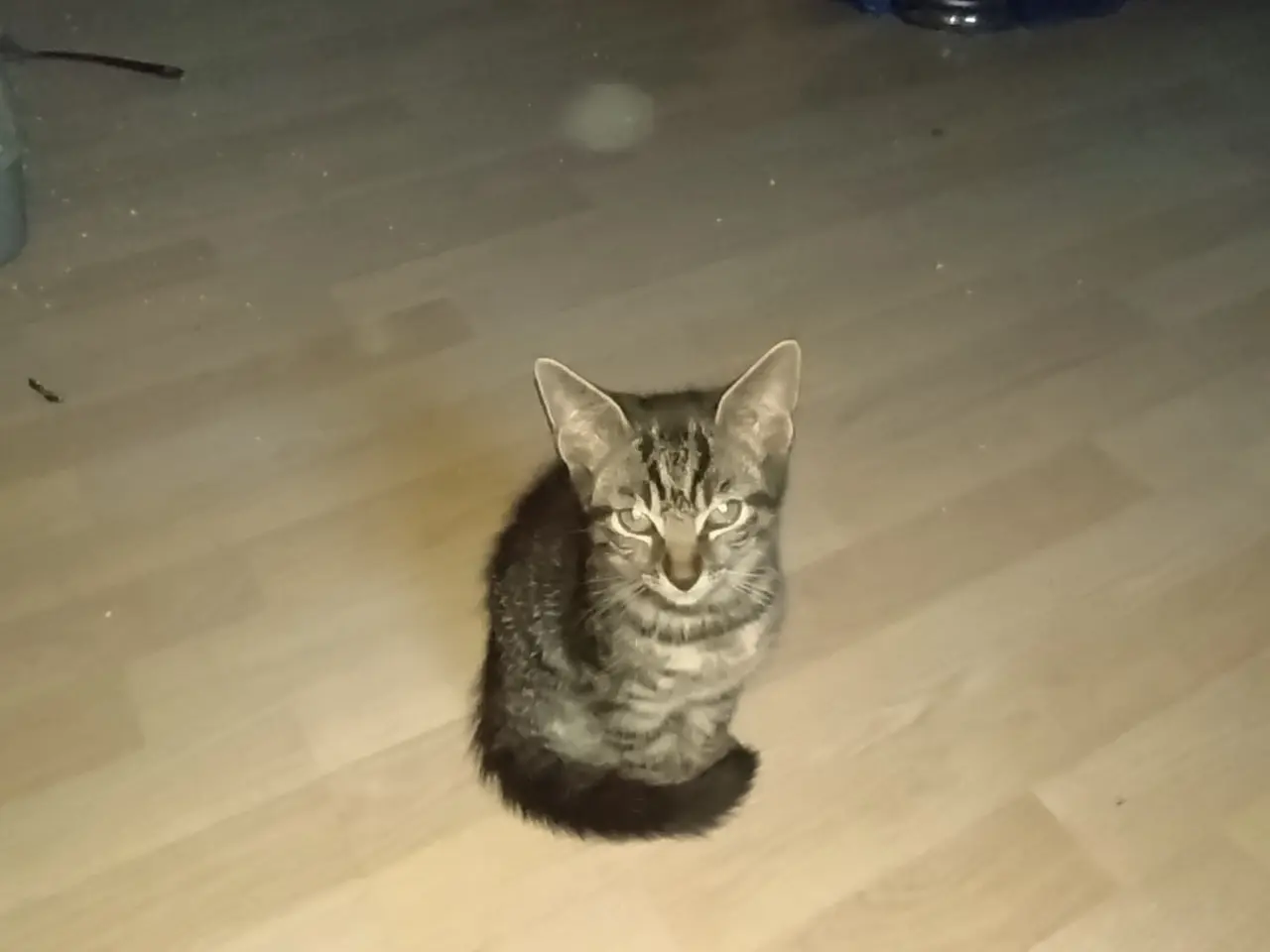 Billede 1 - Gratis kattekillinger