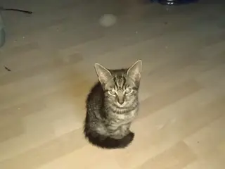 Gratis kattekillinger