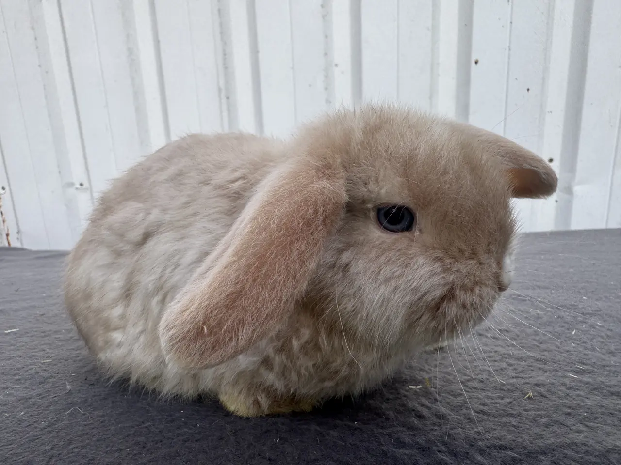 Billede 4 - Mini lop satin hunkanin salgsklar