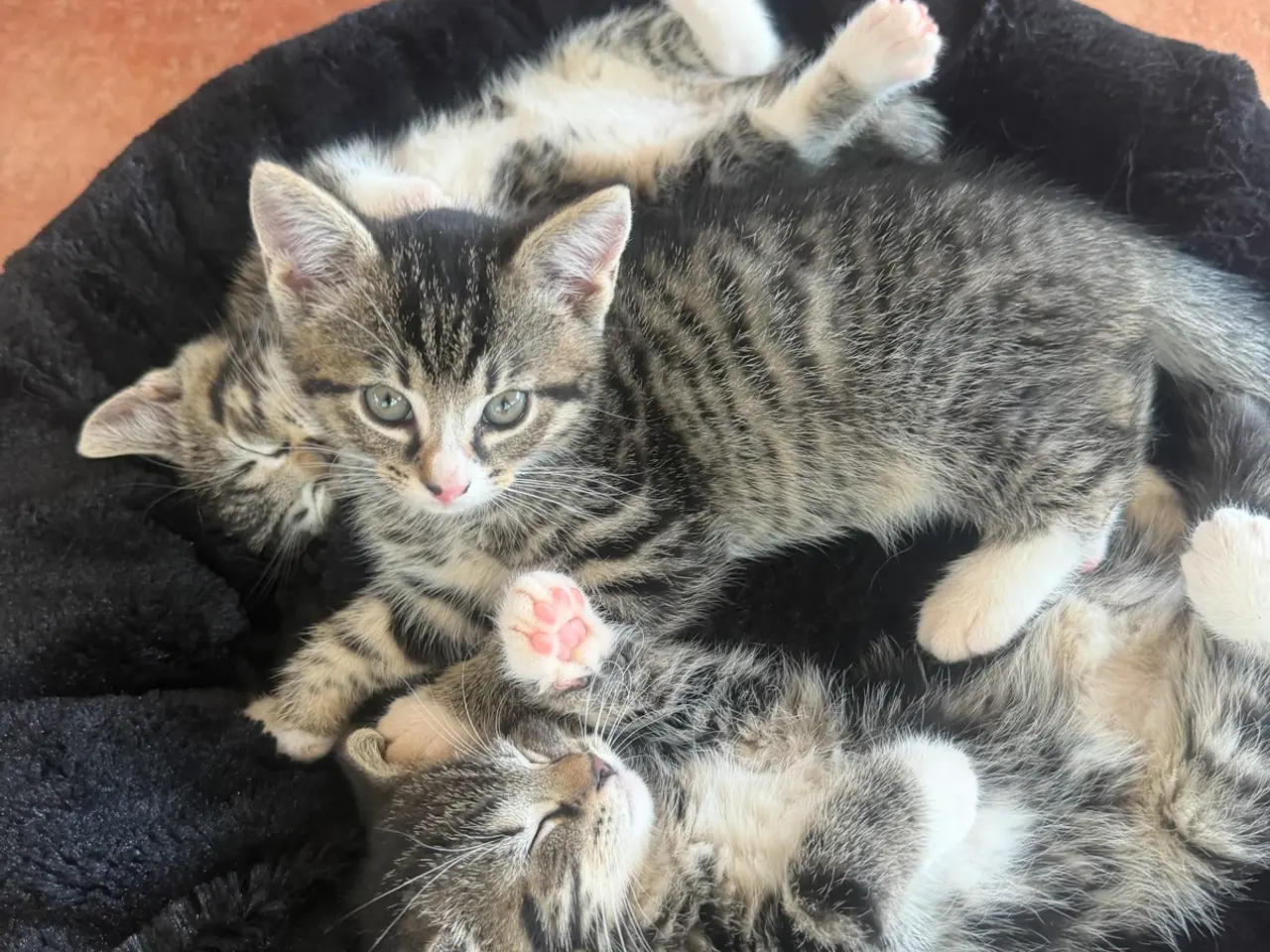 Billede 3 - 🐾  4 søde hunkillinger søger kærlige hjem 🐾