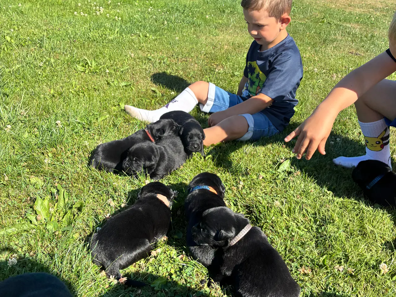Billede 6 - Labrador og Malinois blandning