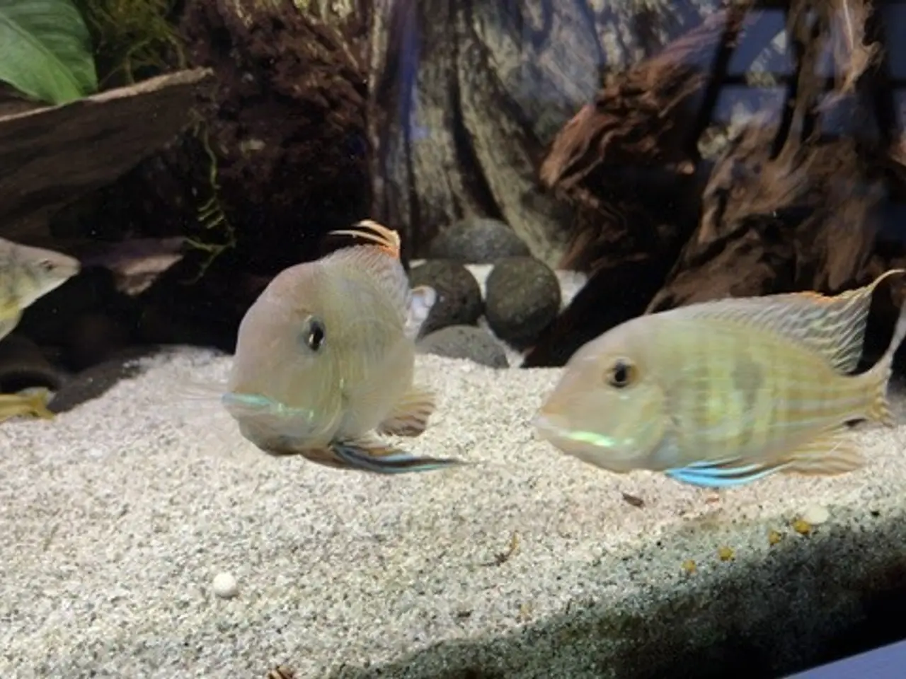 Billede 4 - Geophagus sp. Tapajos “Red Head”