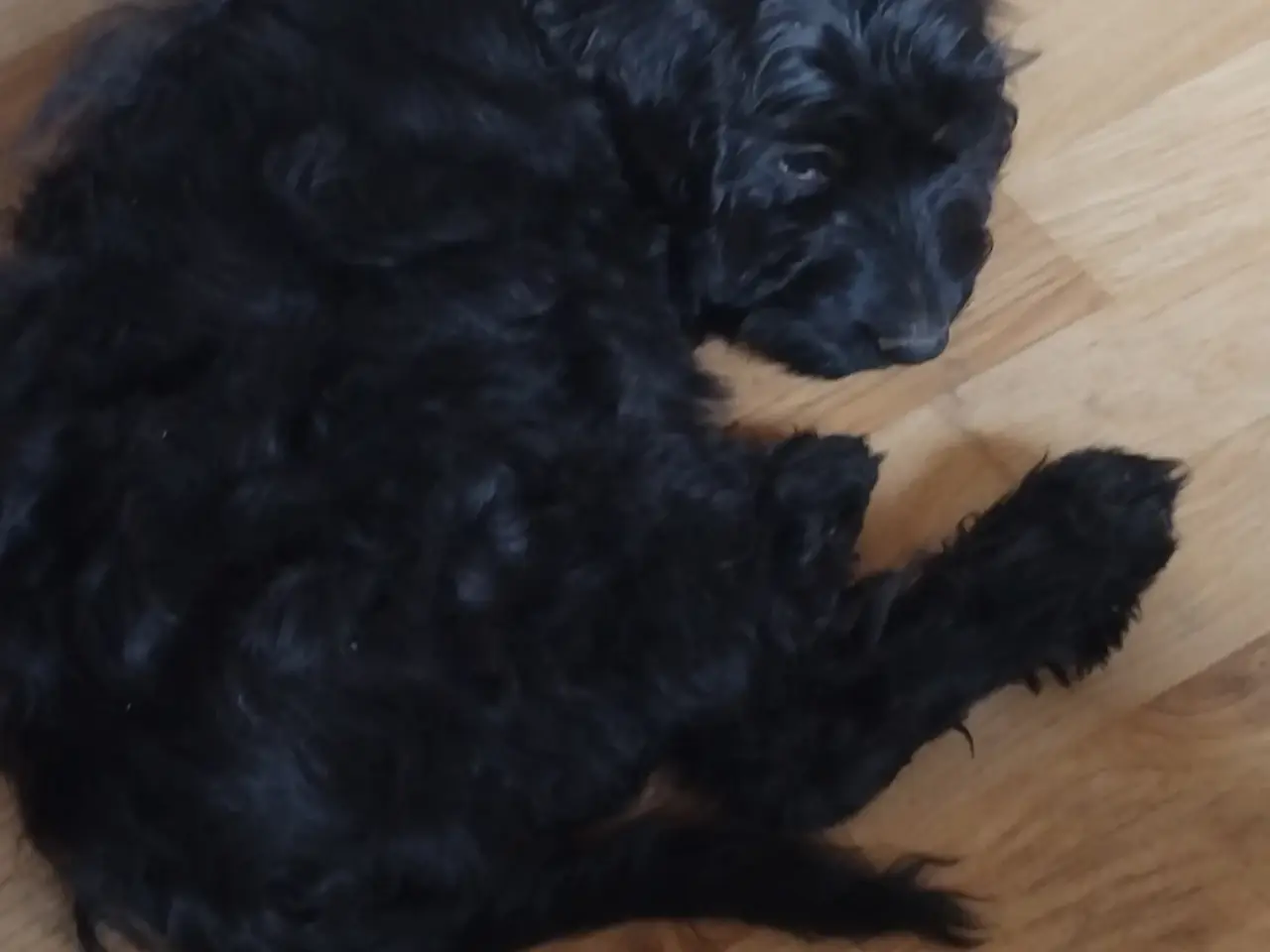 Billede 5 - Sødeste Cockapoo