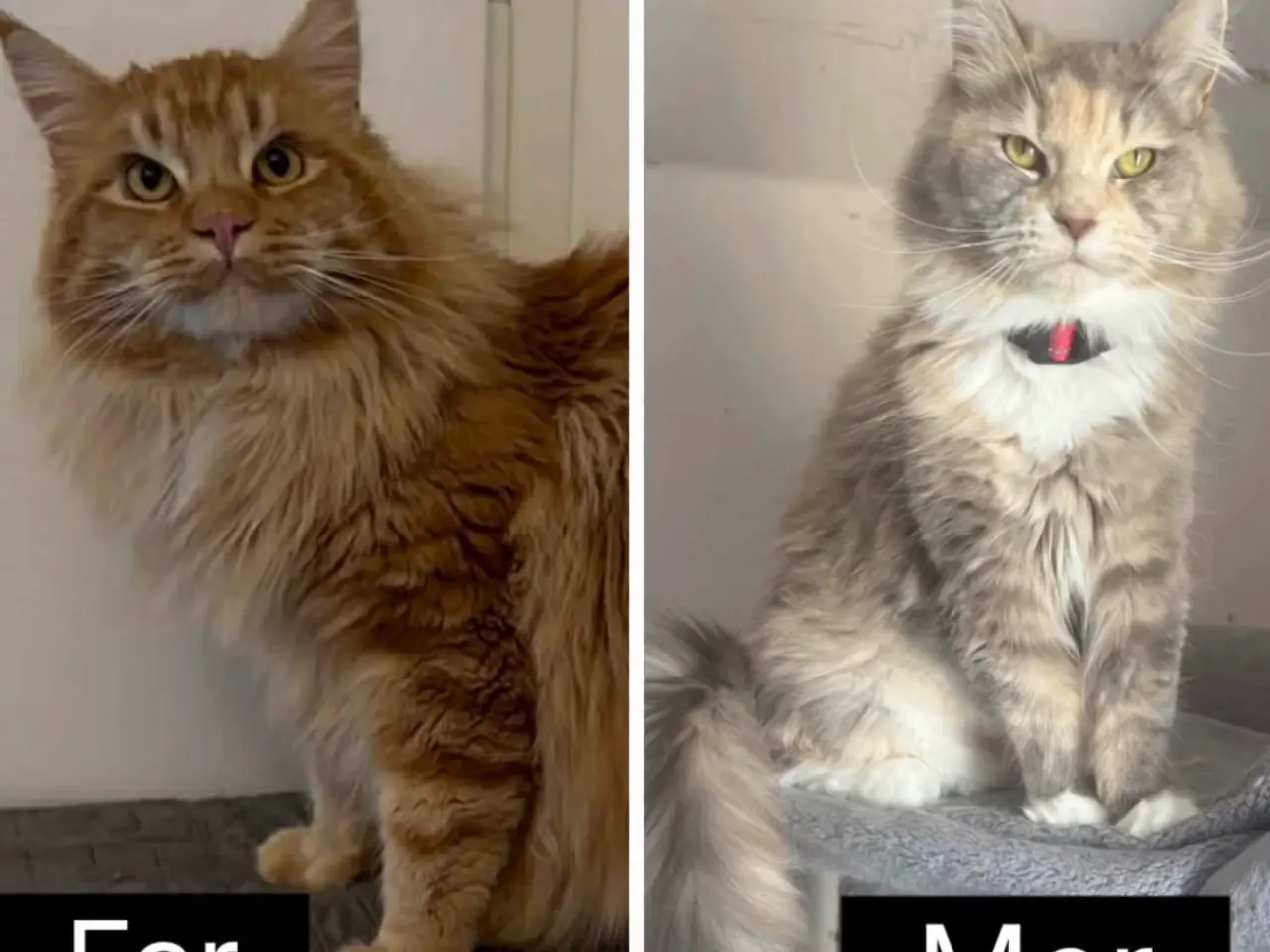 Billede 17 - Maine Coon hankilling