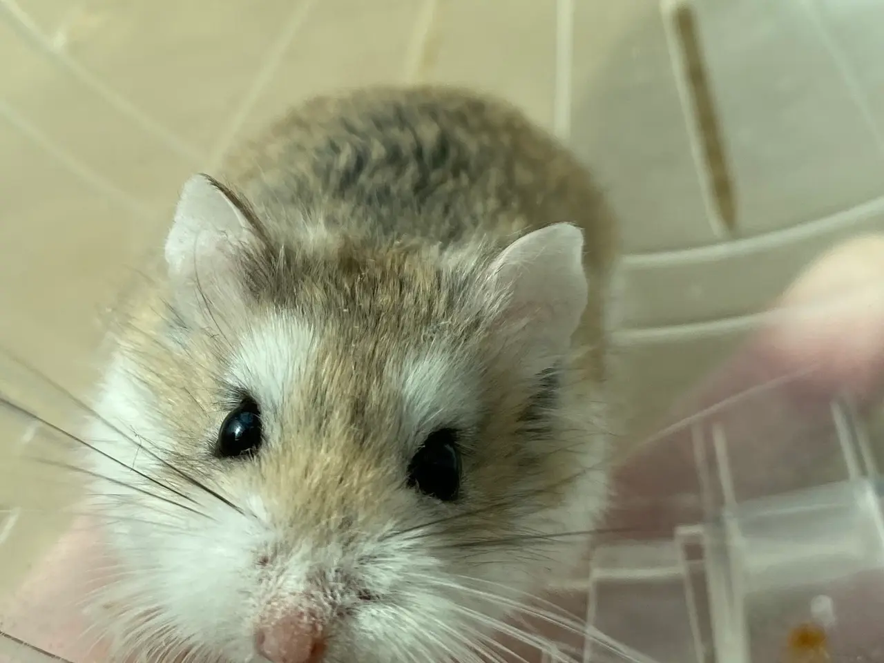Billede 5 - Hamster + bur og tilbehør 