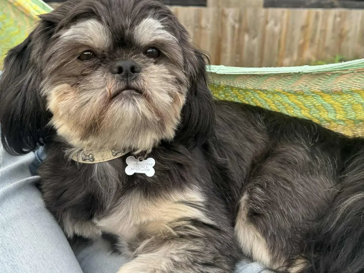 Billede 4 - Shih Tzu til parring