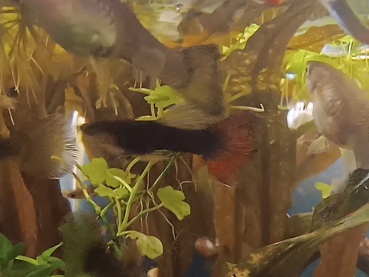 Billede 2 - Guppy