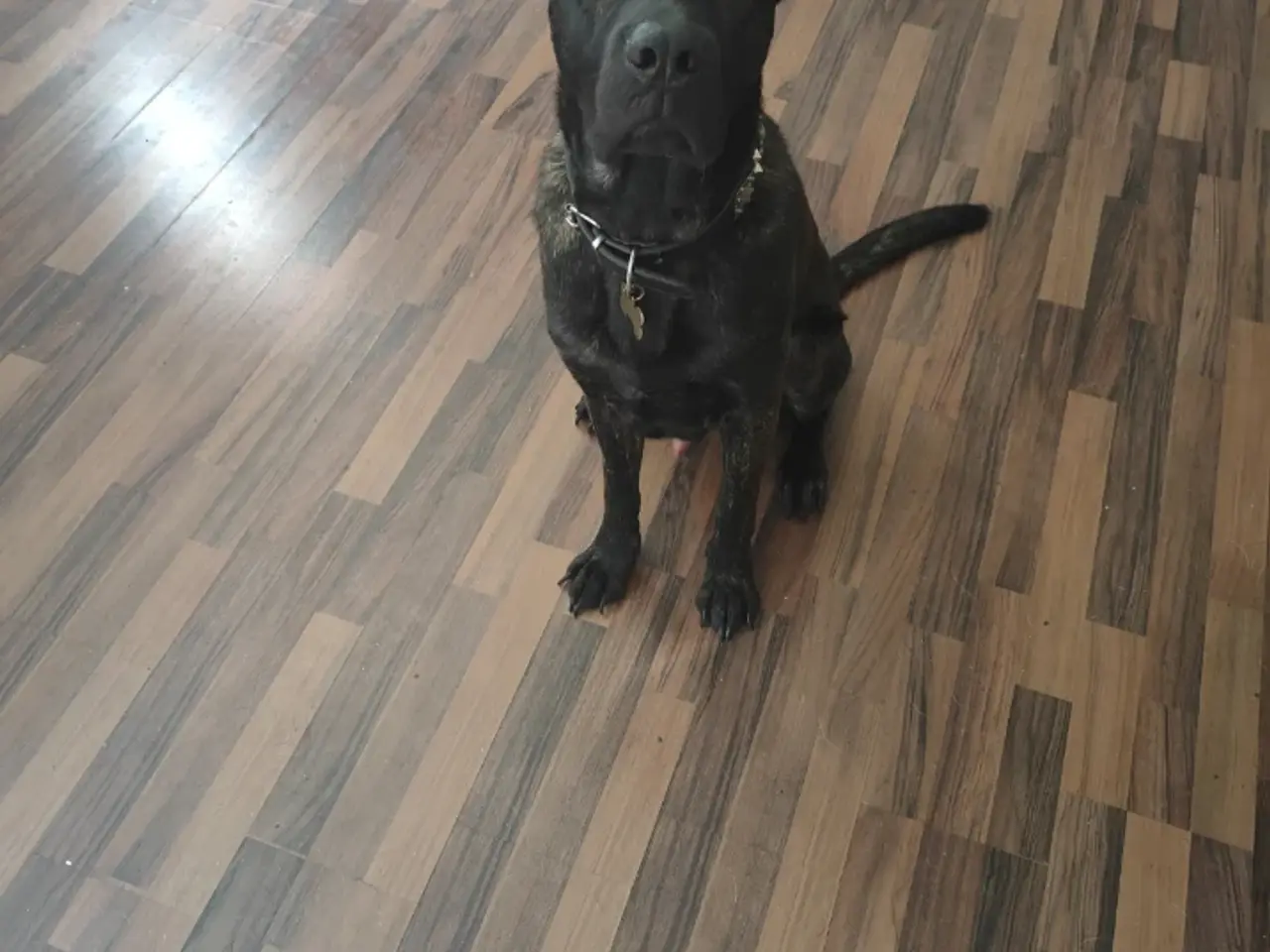 Billede 5 - Skønne jack cane Corso/schæfer blanding