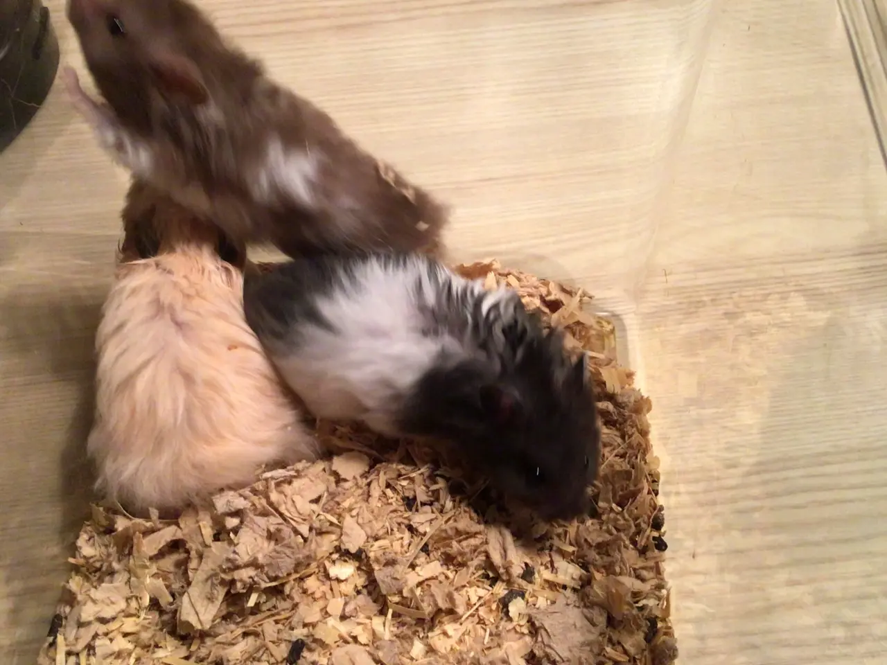 Billede 4 - Langhårede guldhamster