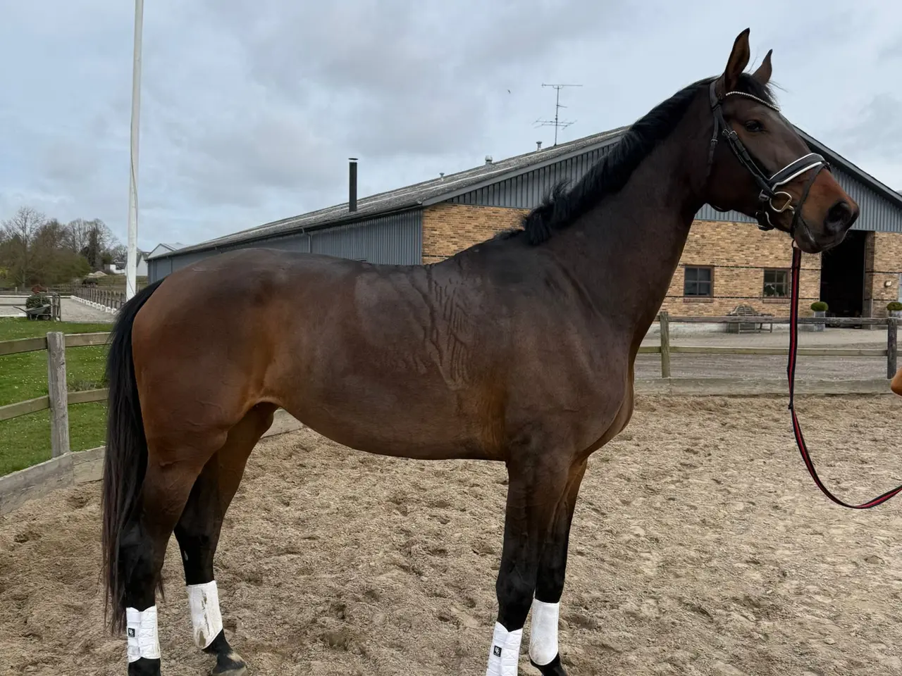 Billede 1 - DV Hoppe